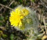 Tephroseris palustris