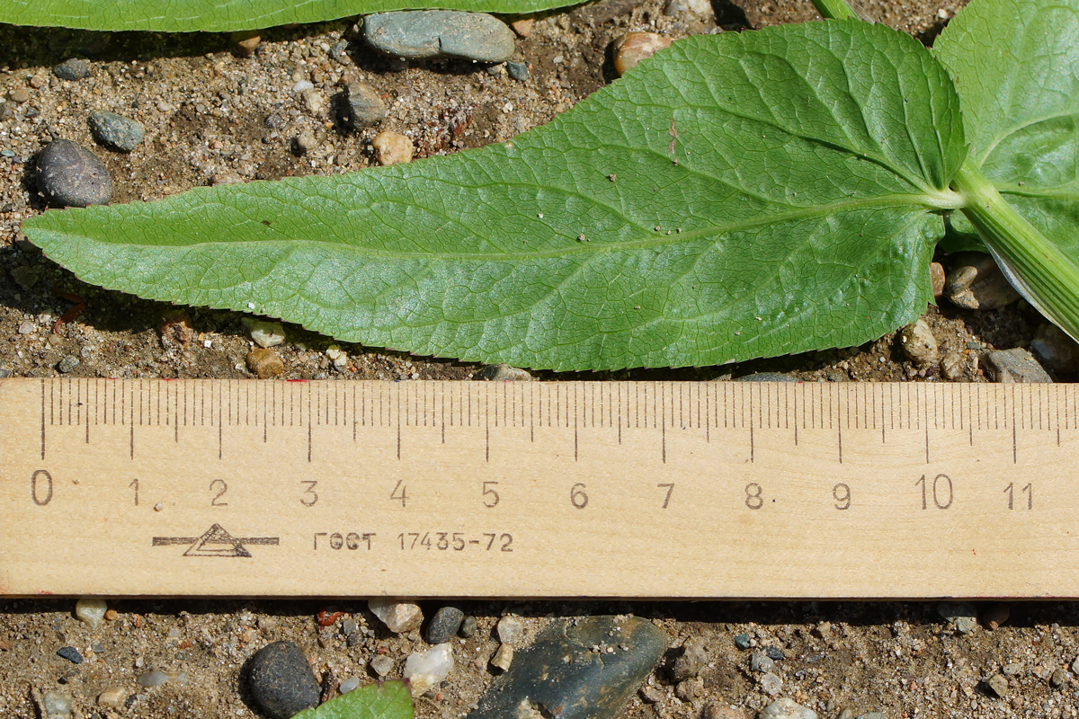 Изображение особи Sium latifolium.