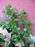 Amaranthus blitoides