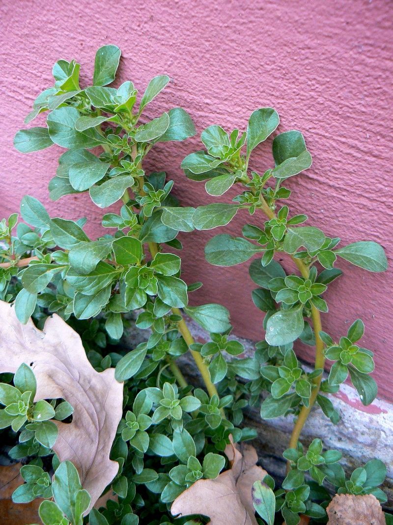 Image of Amaranthus blitoides specimen.