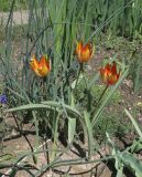 Tulipa whittallii