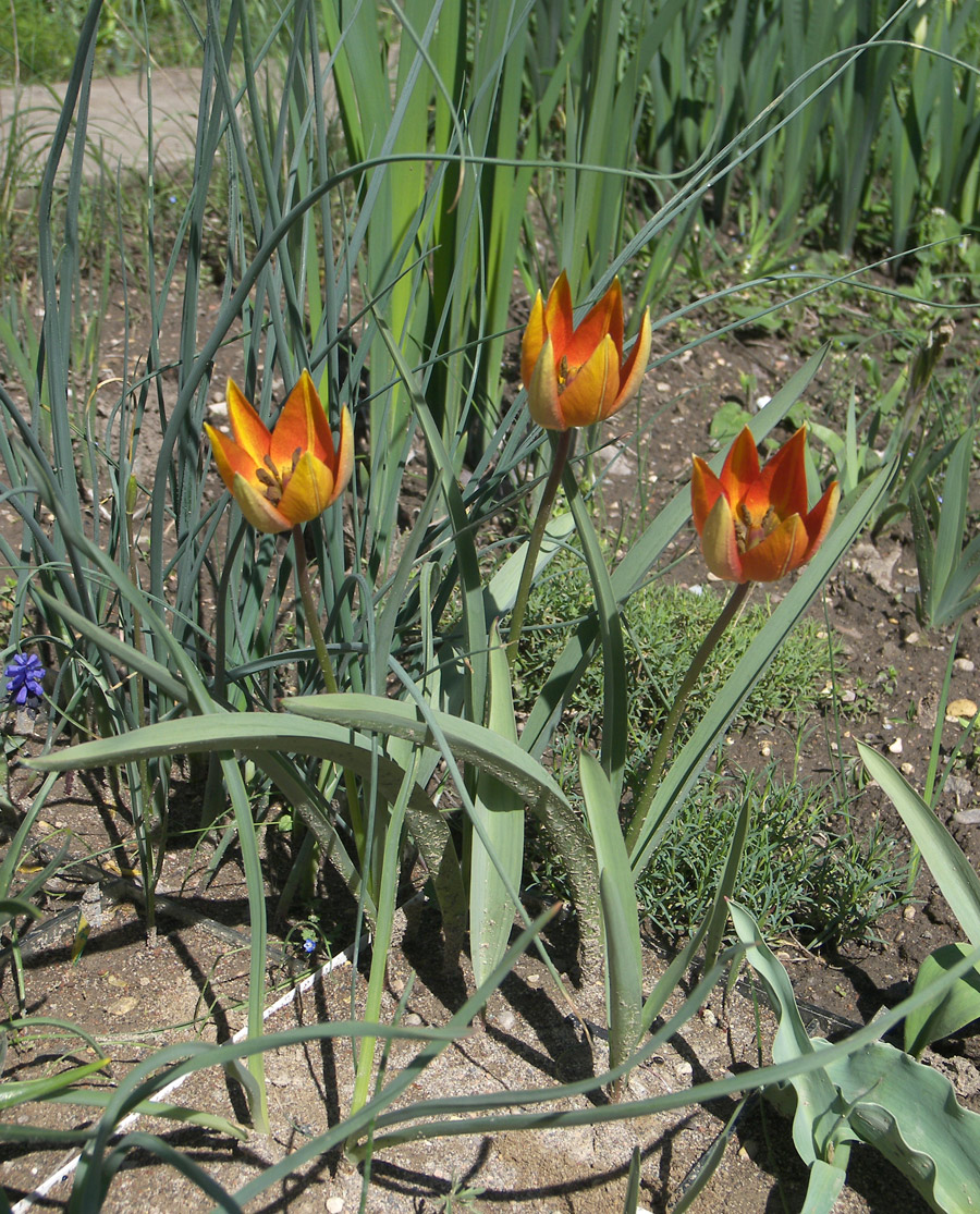 Изображение особи Tulipa whittallii.
