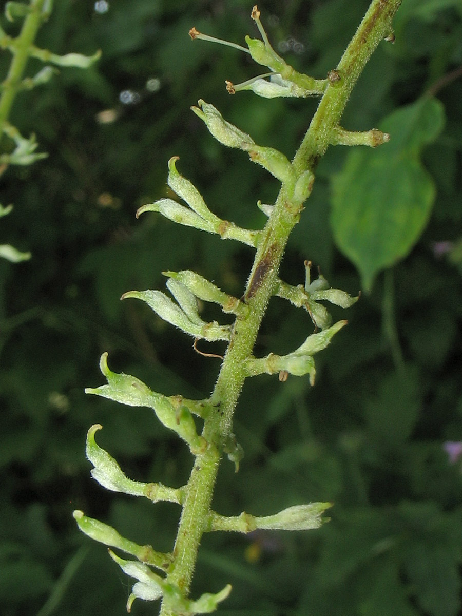 Image of Cimicifuga europaea specimen.