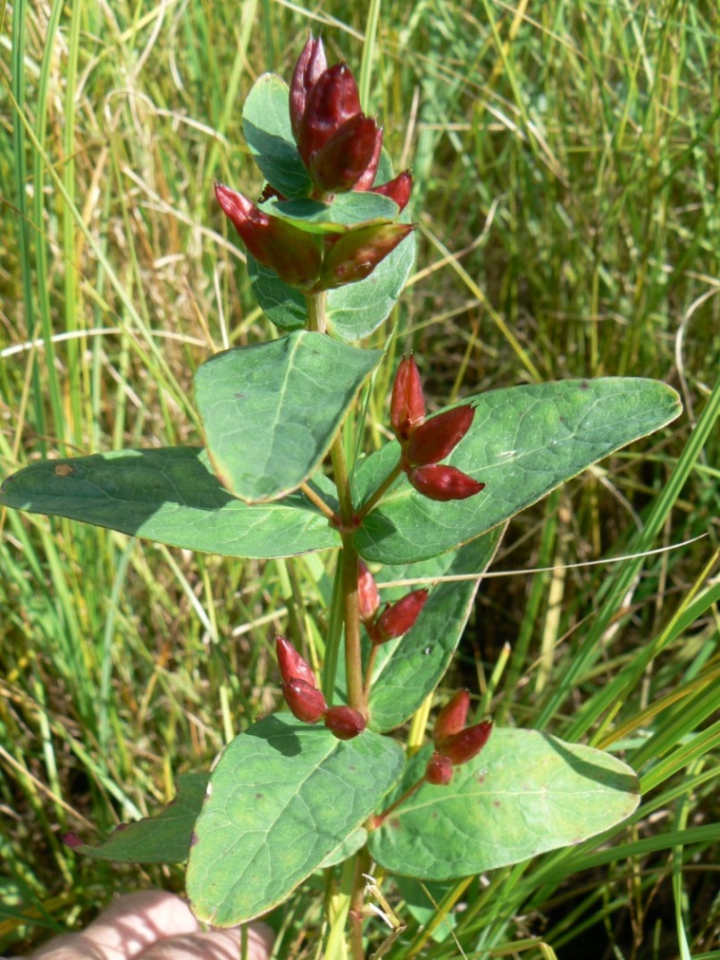 Изображение особи Triadenum japonicum.