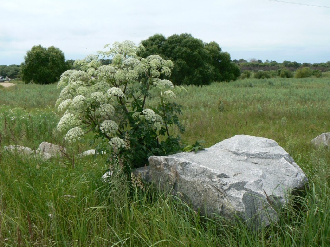 Image of Angelica dahurica specimen.