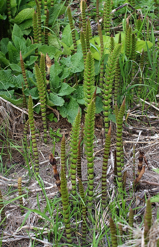 Изображение особи Equisetum telmateia.