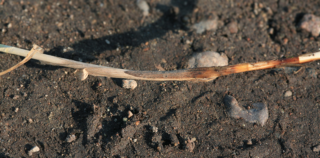 Image of Carex lithophila specimen.