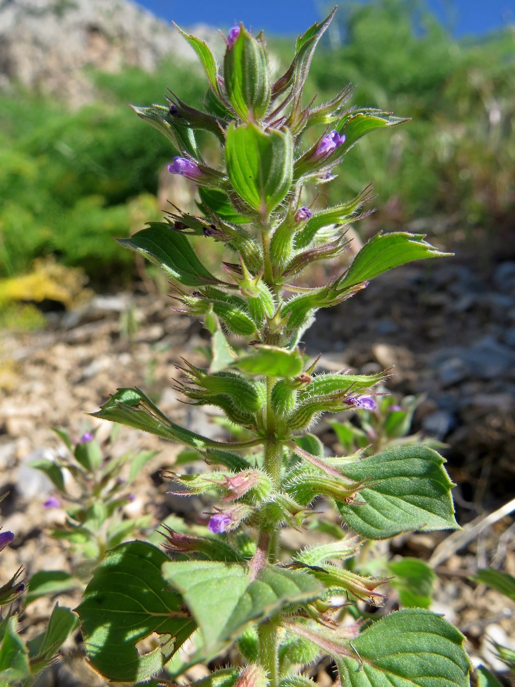 Изображение особи Ziziphora graveolens.