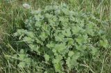 семейство Ranunculaceae