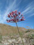 Allium trachyscordum. Верхушка цветущего растения с путешествующим муравьём. Южный Казахстан, Сырдарьинский Каратау, горы Улькунбурултау, ≈ 750 м н.у.м., каменистый склон юго-зап. экспозиции. 31 мая 2018 г.