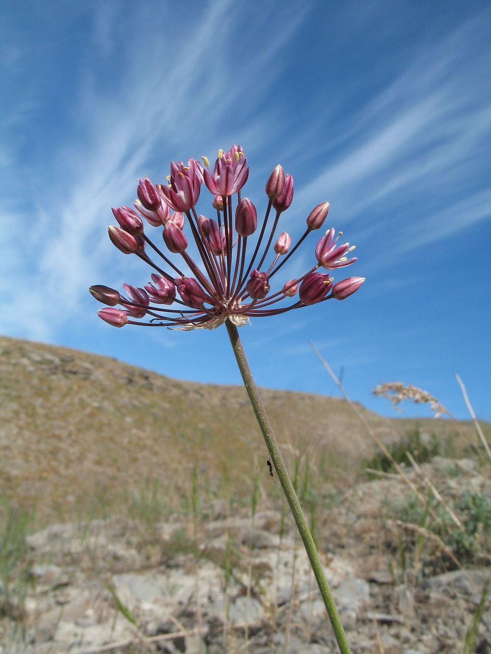 Изображение особи Allium trachyscordum.