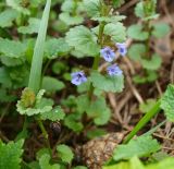 Glechoma hederacea. Нижняя часть цветущего растения. Московская обл., Раменский р-н, пос. Ильинский, на дачном участке. 07.05.2017.