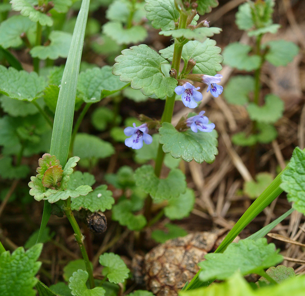 Изображение особи Glechoma hederacea.