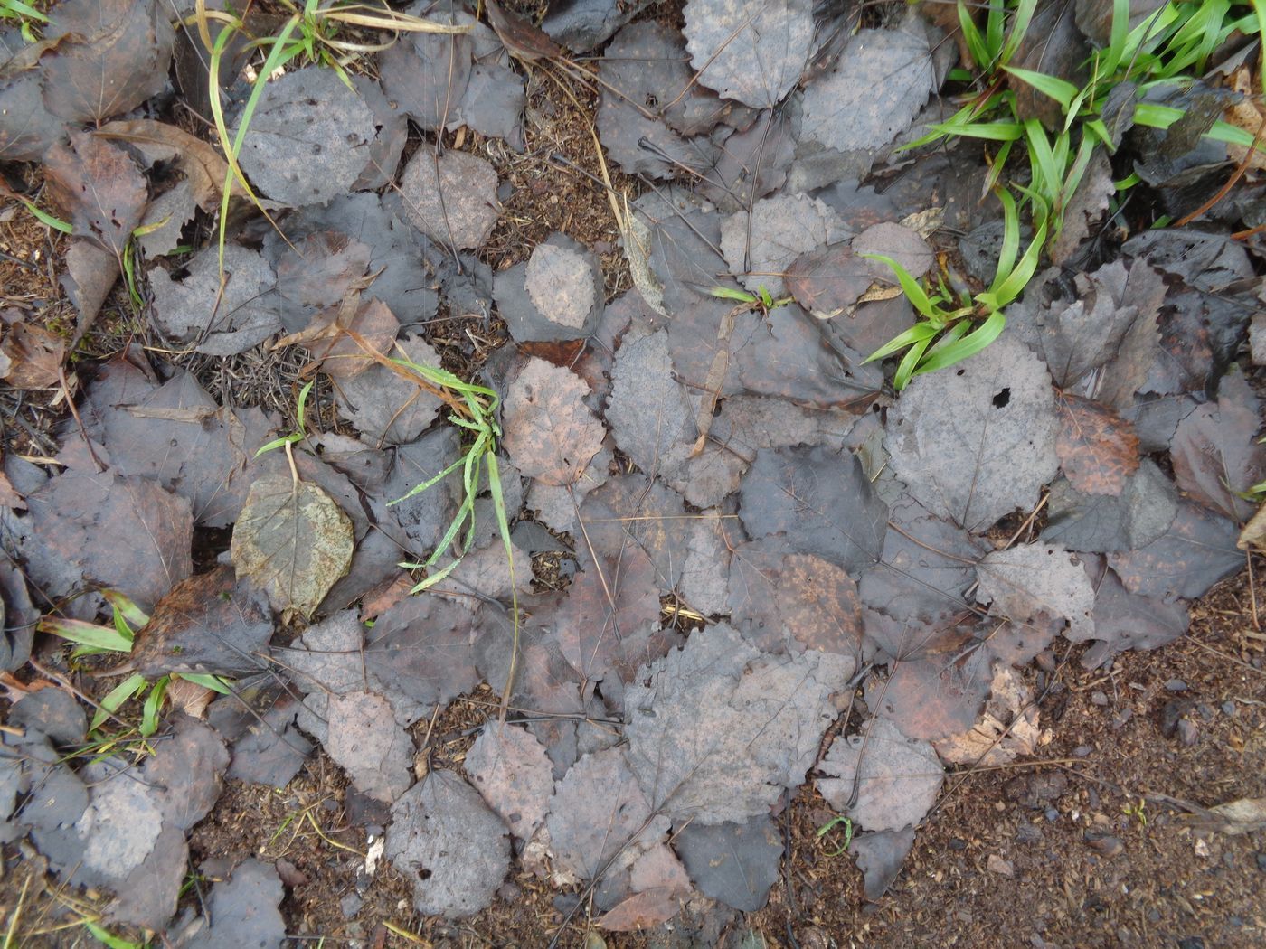 Image of Populus tremula specimen.