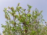 Amygdalus communis