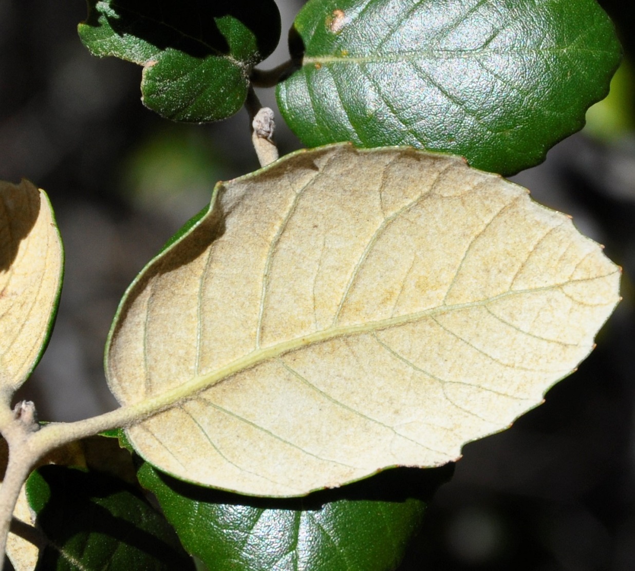 Image of Quercus alnifolia specimen.