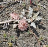 Neurada procumbens