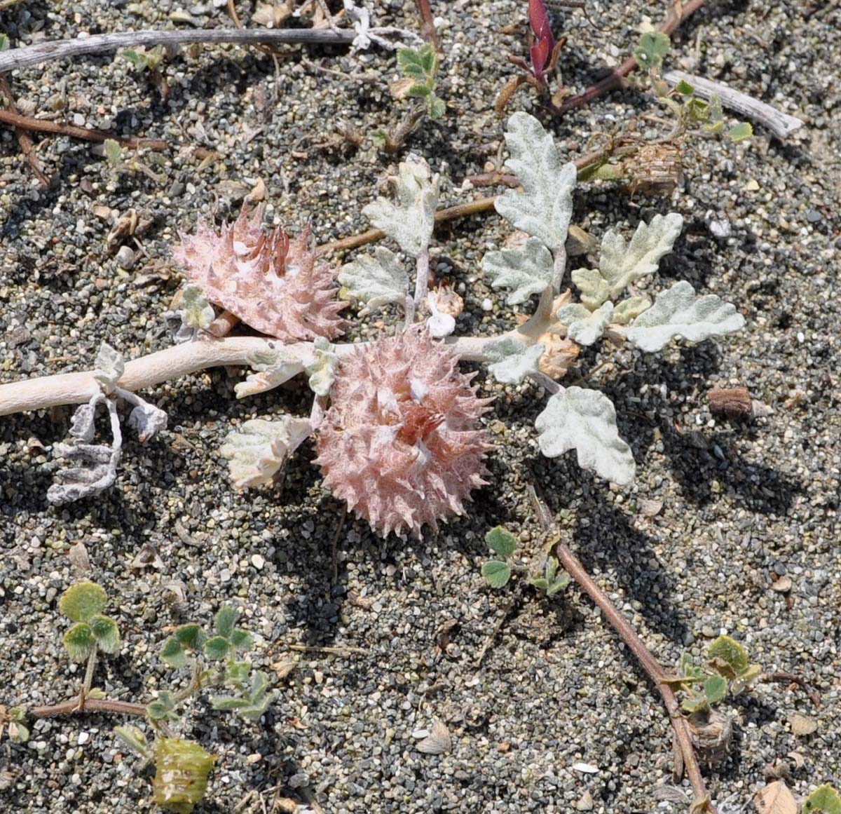 Изображение особи Neurada procumbens.