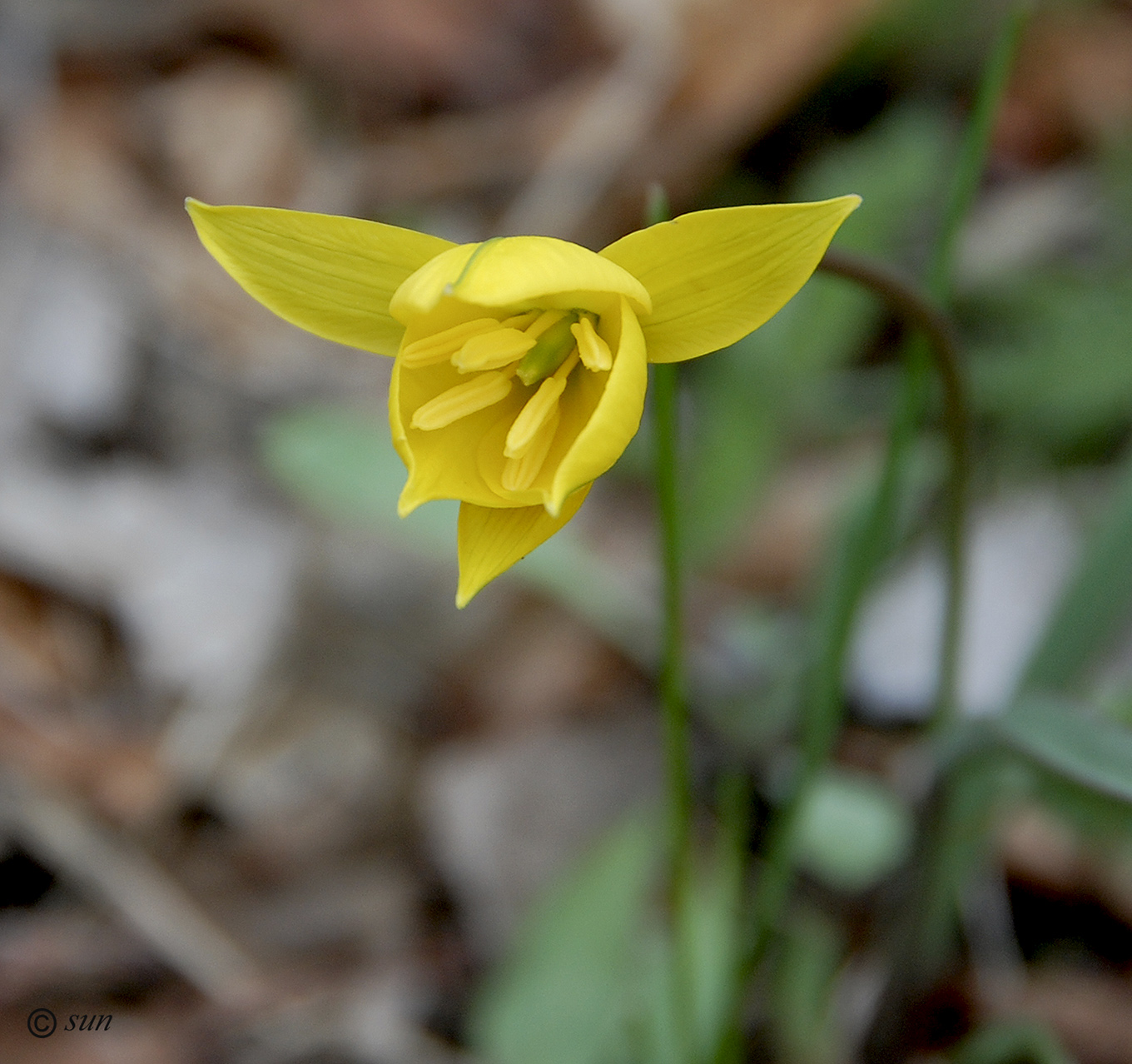 Image of Tulipa biebersteiniana specimen.