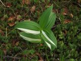 Veratrum oxysepalum