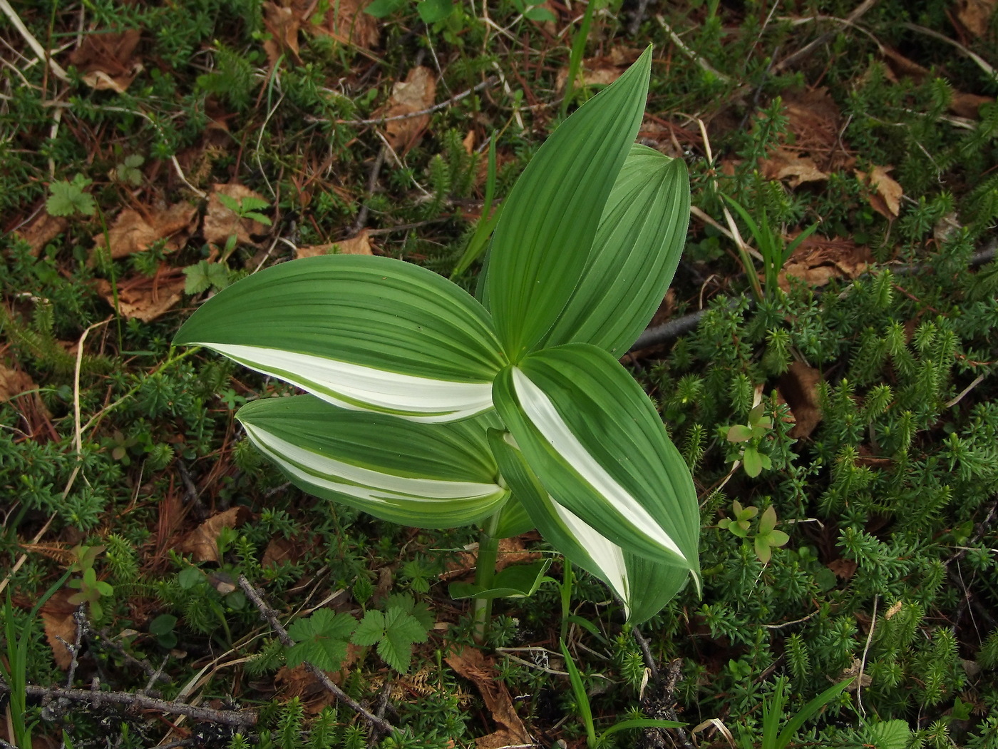 Изображение особи Veratrum oxysepalum.