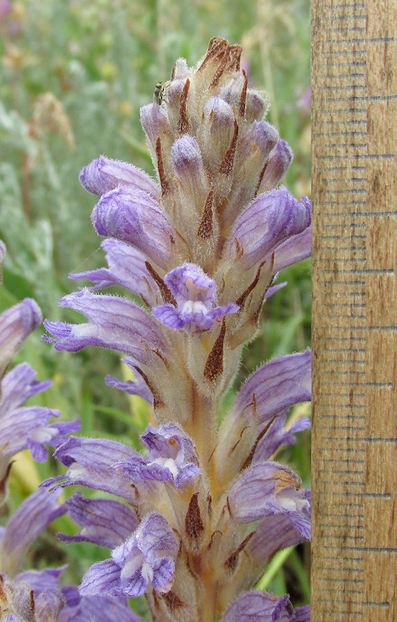 Image of Phelipanche caesia specimen.