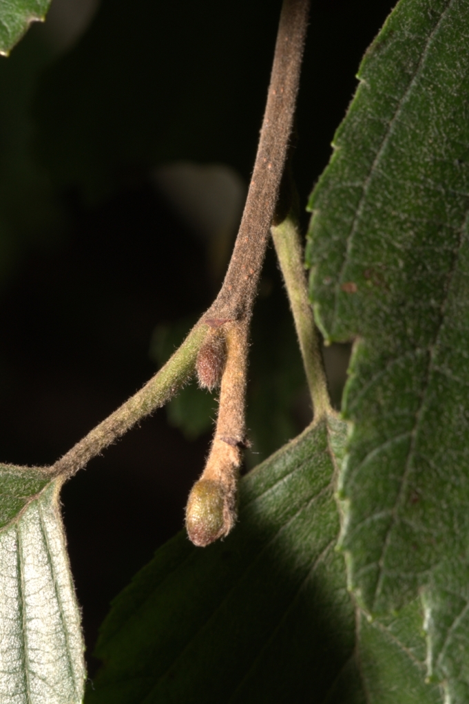 Image of Alnus incana specimen.