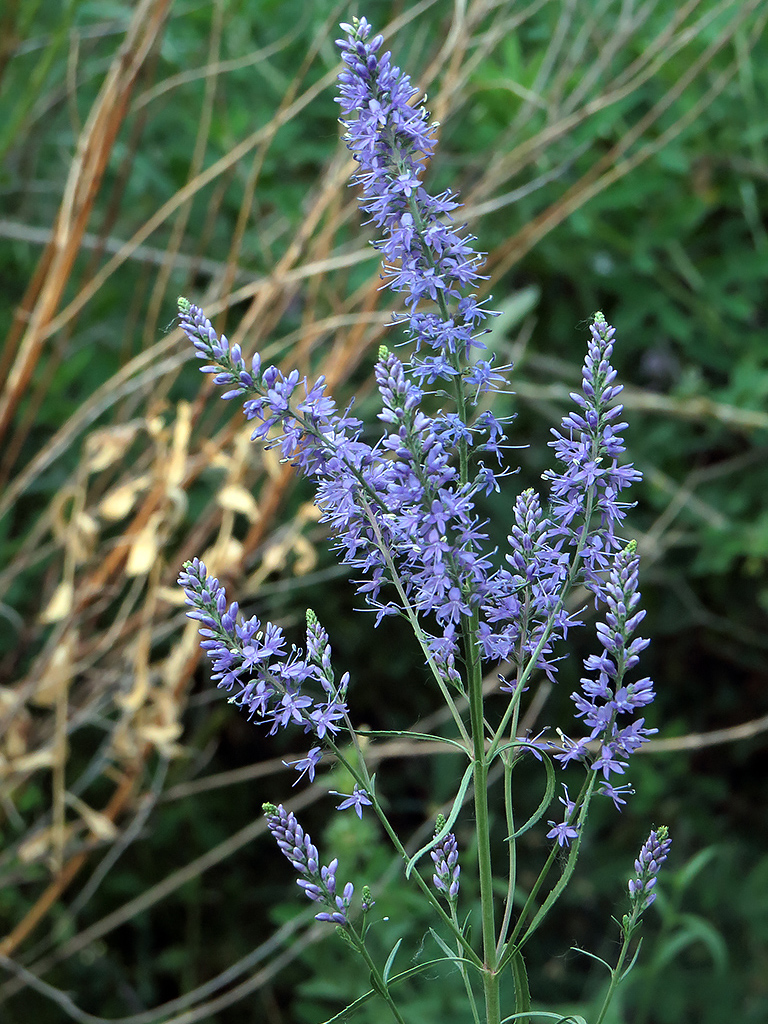 Image of Veronica spuria specimen.