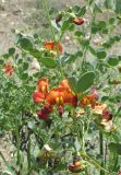 Colutea orientalis