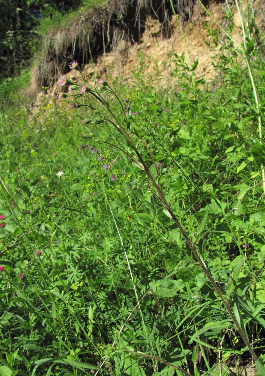 Image of Erigeron acris specimen.