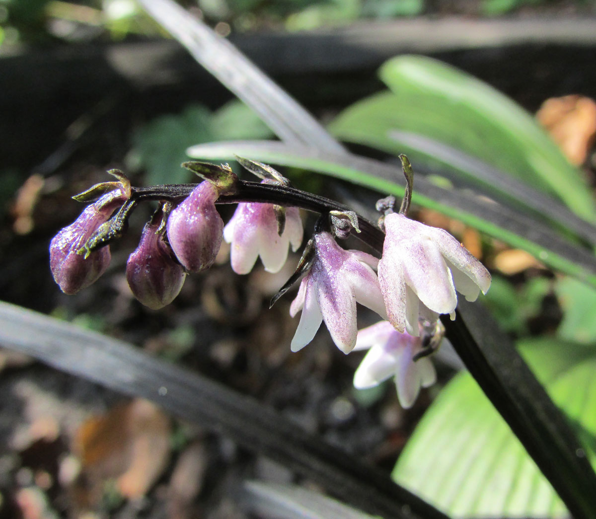 Изображение особи Ophiopogon planiscapus.