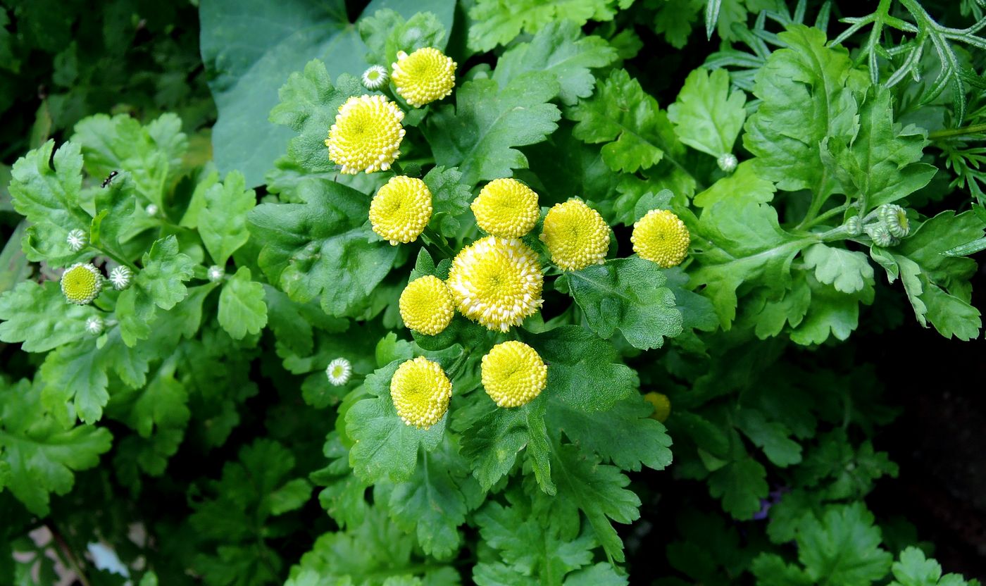 Изображение особи Pyrethrum parthenium.