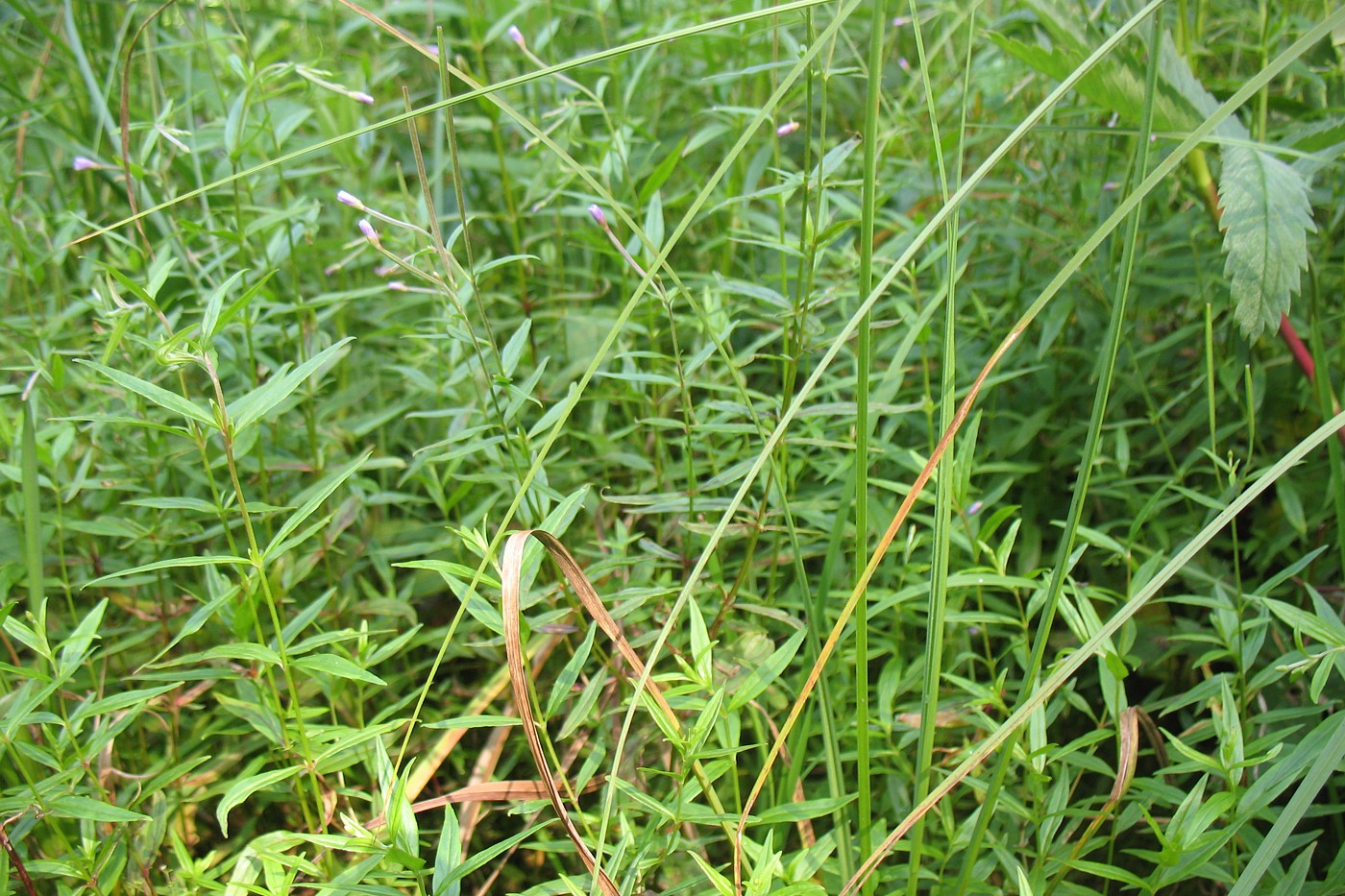 Изображение особи Epilobium palustre.