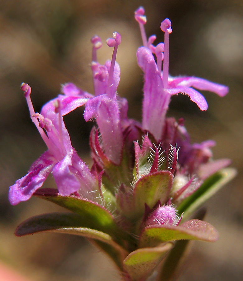 Image of Thymus bashkiriensis specimen.