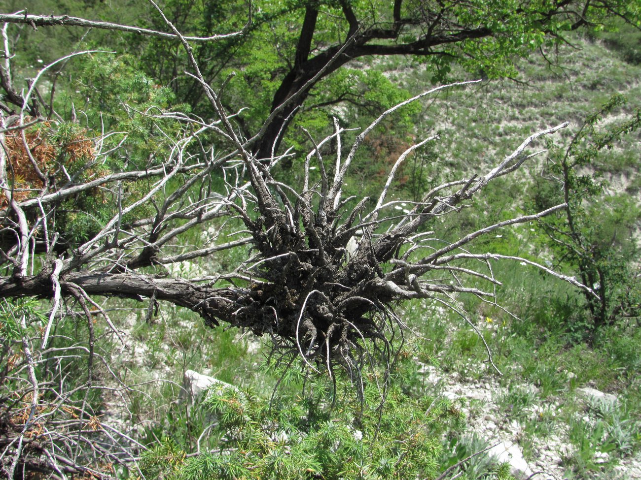 Изображение особи Juniperus oblonga.