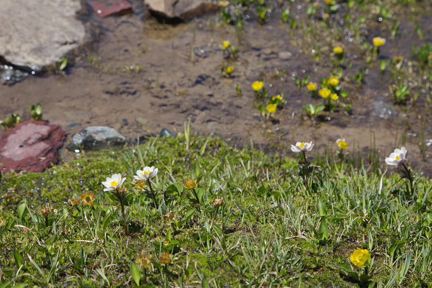 Image of Trollius komarovii specimen.