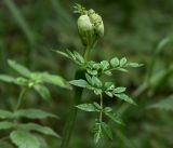 Angelica sylvestris. Верхушка растения с развивающимися соцветием и листом. Московская обл., Раменский р-н, окр. ж.-д. платформы Хрипань, просека под ЛЭП. 15.07.2019.