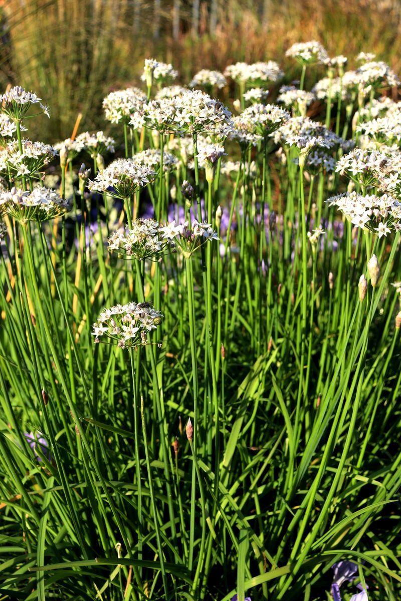 Image of Allium tuberosum specimen.