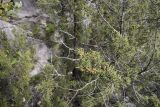Juniperus phoenicea. Ветви с шишкоягодами. Испания, Каталония, пров. Жирона, комарка Ла-Гарроча, муниципалитет Салес-де-Льерка, скалистый берег р. Сант-Аниоль. 06.01.2019.