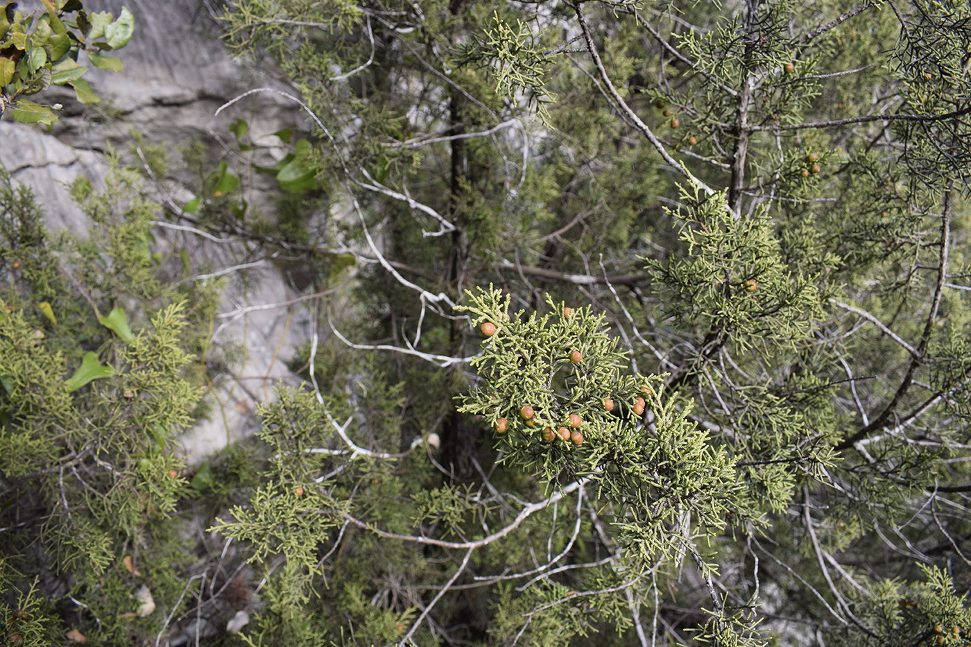 Изображение особи Juniperus phoenicea.