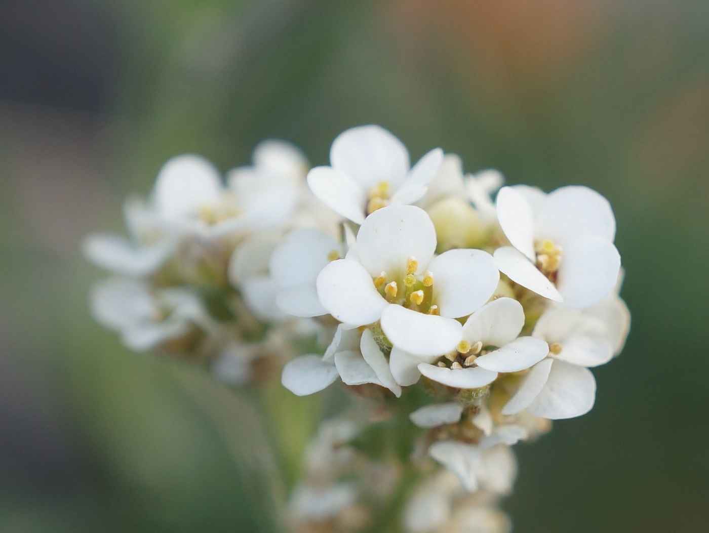 Изображение особи Ptilotrichum tenuifolium.