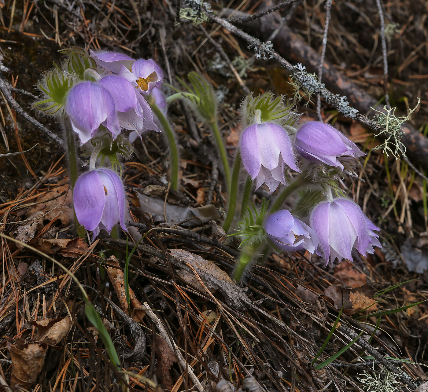 Image of Pulsatilla patens specimen.