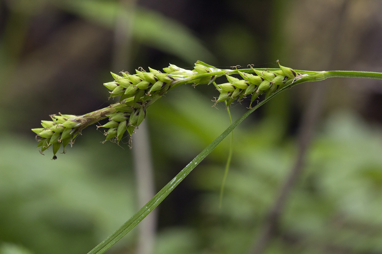 Image of Carex augustinowiczii specimen.