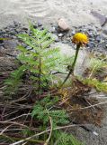 Tanacetum bipinnatum