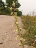 Silene tatarica