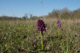 Anacamptis morio подвид caucasica. Цветущее растение. Крым, Бахчисарайский р-н, плато горы, где находится Эски-Кермен. 05.05.2007.