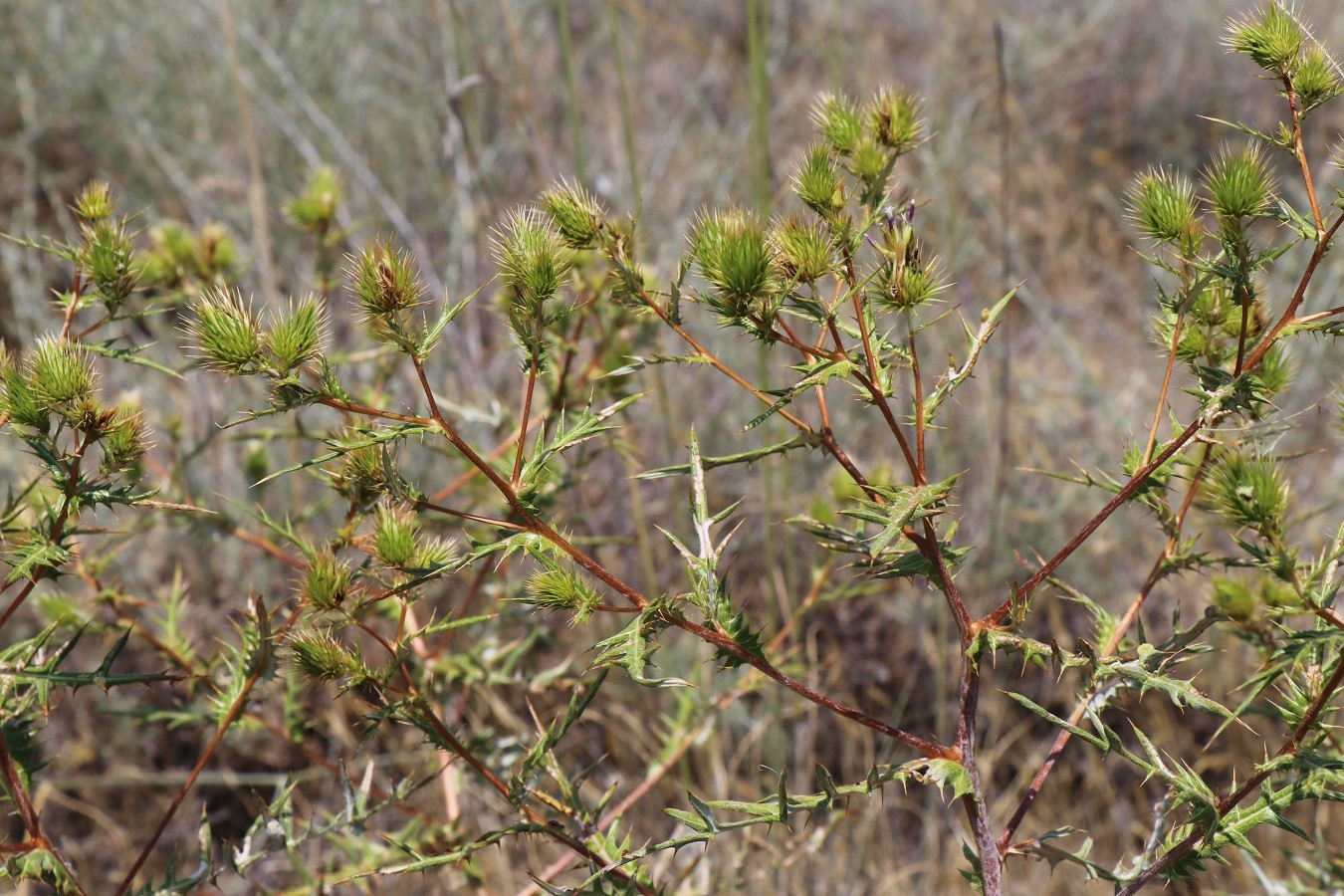 Изображение особи Cousinia chlorocephala.