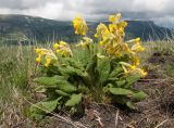 Primula macrocalyx. Цветущее растение. Адыгея, Кавказский биосферный заповедник, гора Гузерипль, ≈ 2100 м н.у.м., альпийский луг. 12.06.2016.