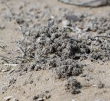 Tiquilia paronychioides. Верхушка сухой веточки. Перу, регион La Libertad, пос. Huanchaco, закреплённые дюны. 24.10.2019.