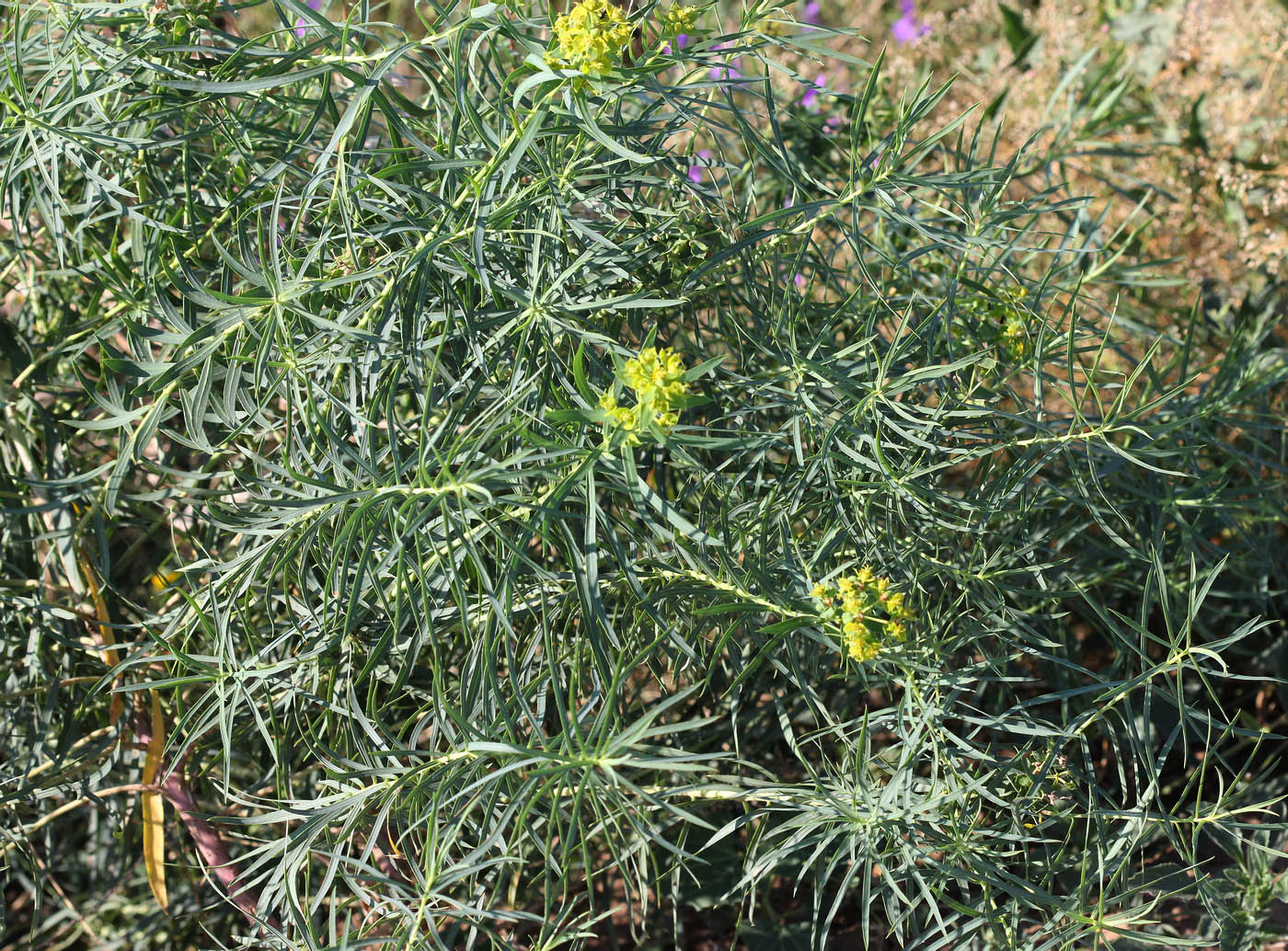 Image of Euphorbia virgata specimen.